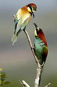 European Bee-eater