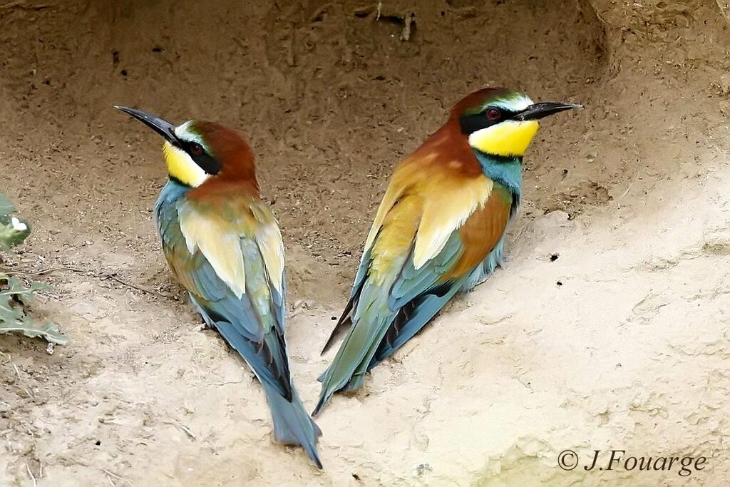 European Bee-eater 