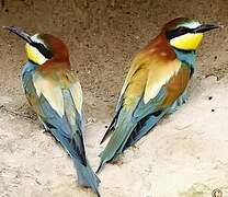 European Bee-eater