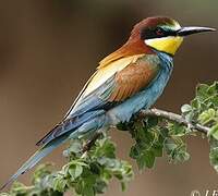 European Bee-eater