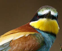 European Bee-eater