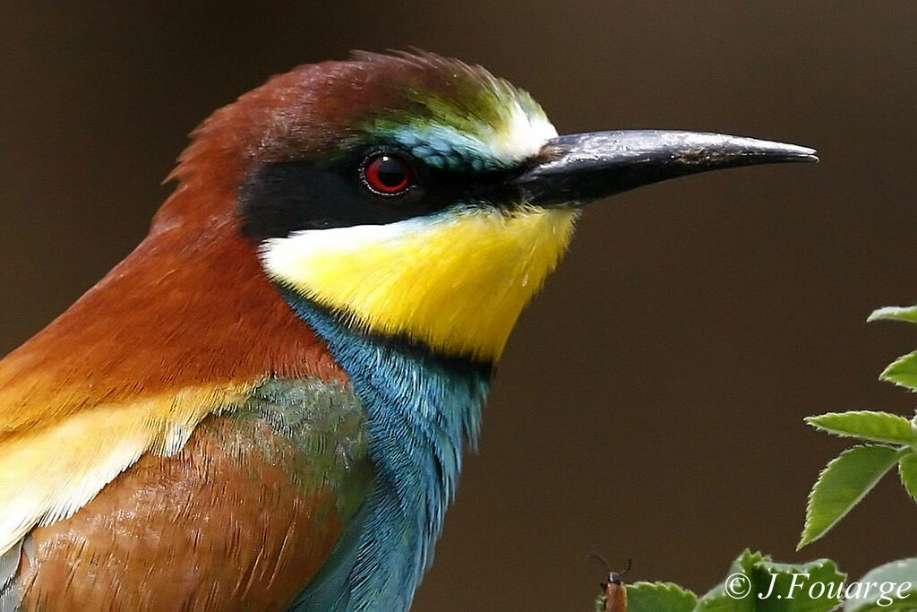 European Bee-eater