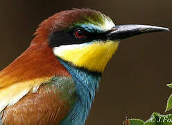 European Bee-eater