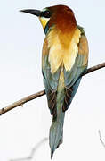 European Bee-eater