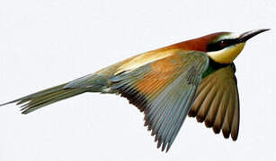 European Bee-eater