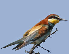 European Bee-eater