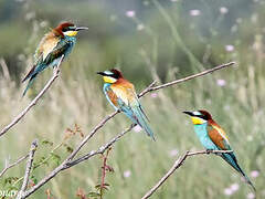 European Bee-eater