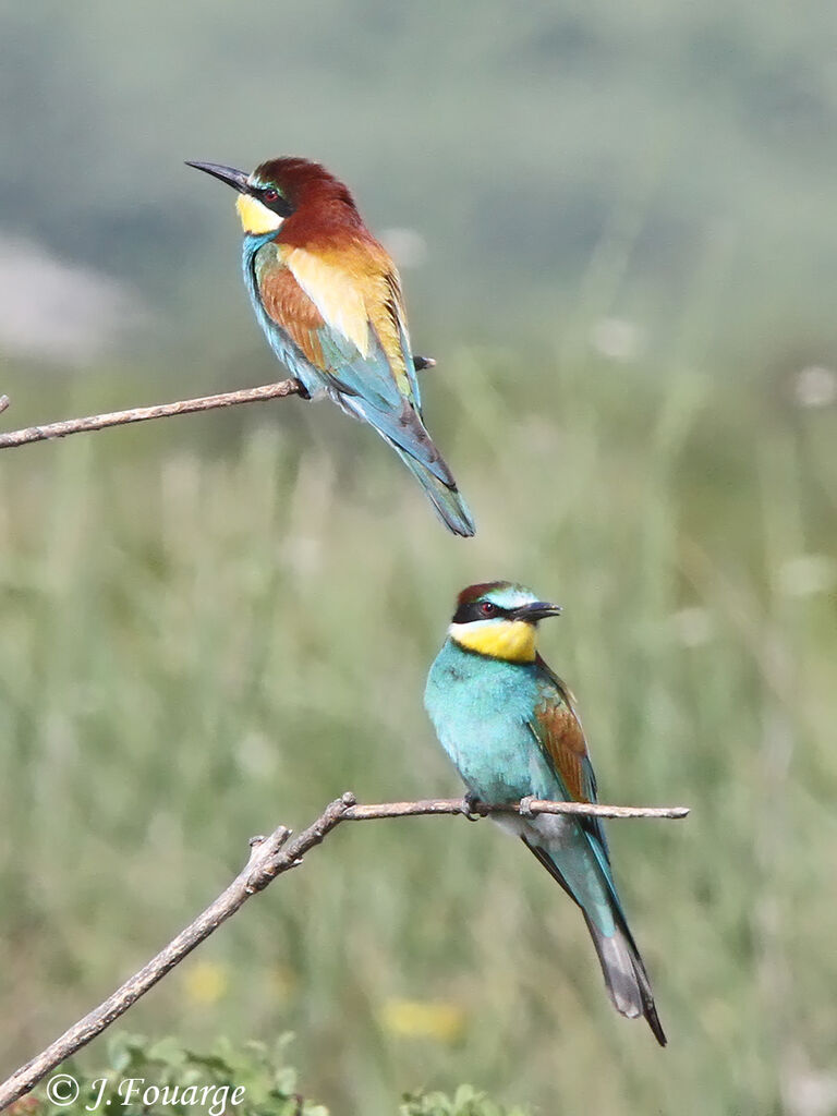 Guêpier d'Europe adulte, identification