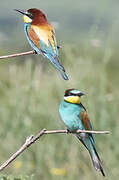 European Bee-eater