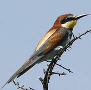 European Bee-eater