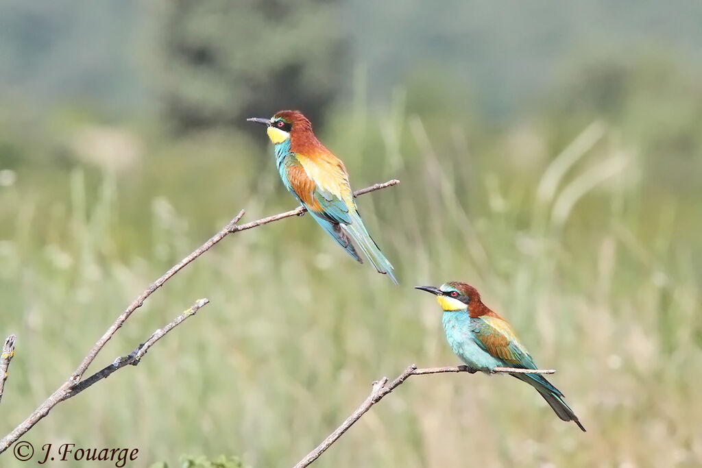 European Bee-eater adult