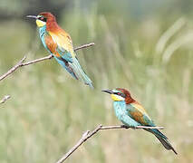 European Bee-eater