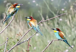 European Bee-eater