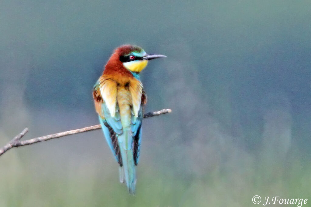 European Bee-eater