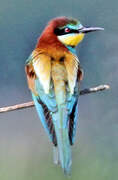 European Bee-eater