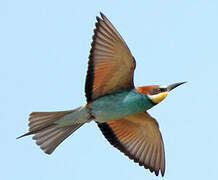 European Bee-eater