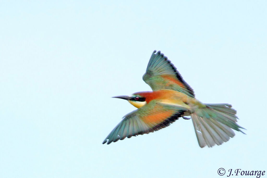 European Bee-eateradult, Flight