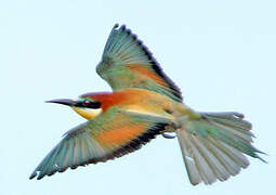 European Bee-eater