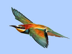 European Bee-eater