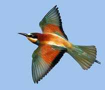 European Bee-eater