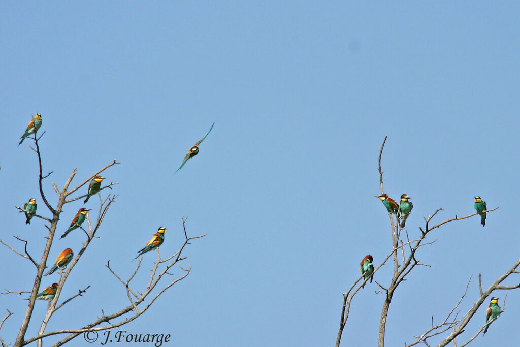 European Bee-eater, identification, Behaviour