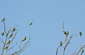 European Bee-eater