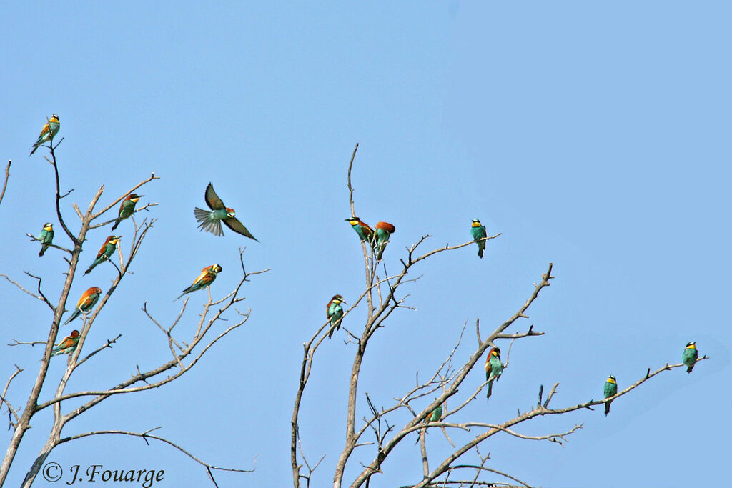 European Bee-eater, identification, Behaviour