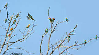 European Bee-eater