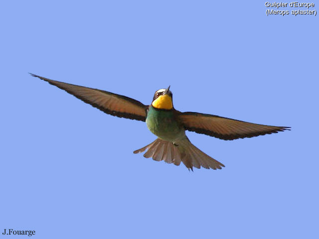 European Bee-eater