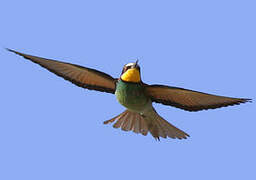 European Bee-eater