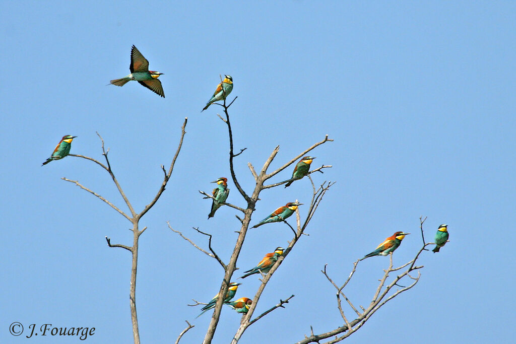 European Bee-eater, identification