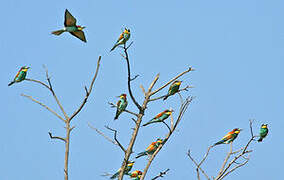 European Bee-eater