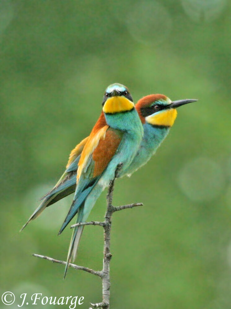 European Bee-eater, identification, Reproduction-nesting, Behaviour