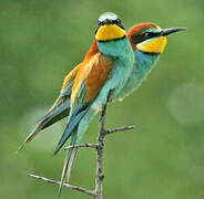 European Bee-eater