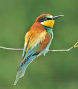 European Bee-eater