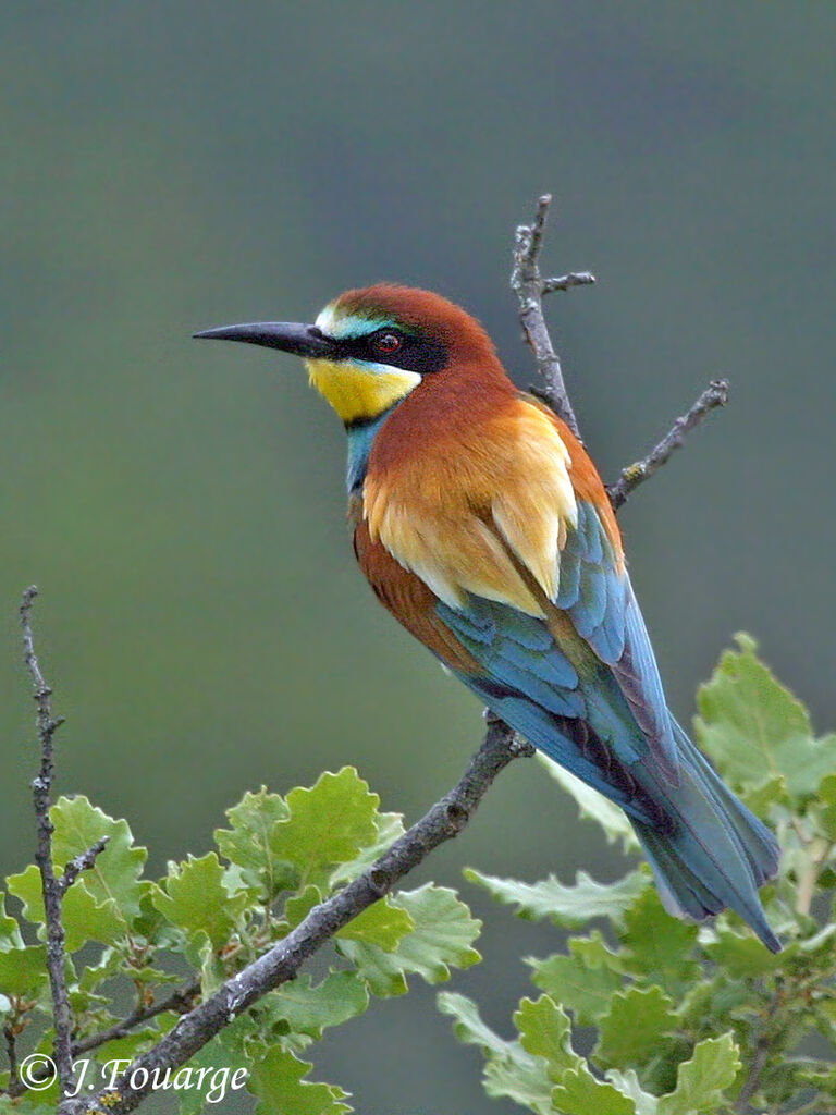 Guêpier d'Europeadulte, identification