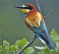 European Bee-eater