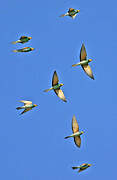 European Bee-eater