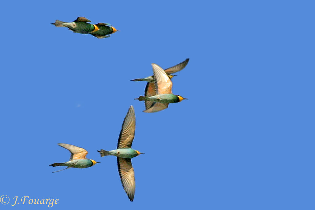 European Bee-eater, Flight