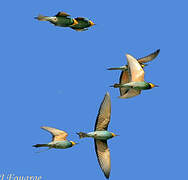 European Bee-eater