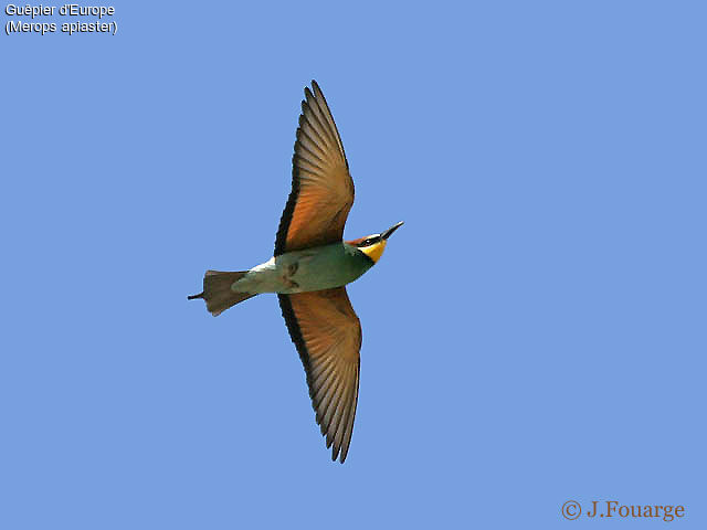 European Bee-eater