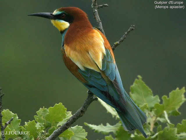 European Bee-eater