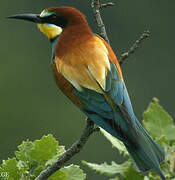 European Bee-eater