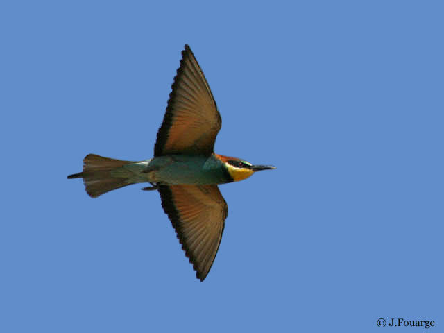 European Bee-eater