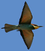 European Bee-eater