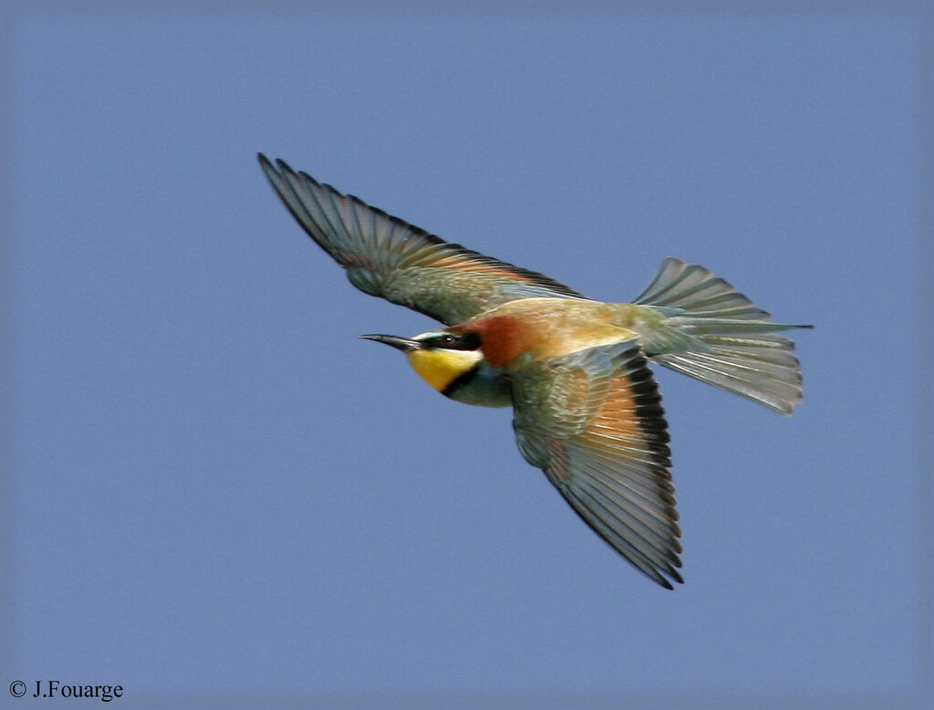 European Bee-eater