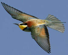 European Bee-eater