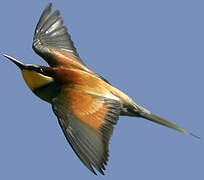 European Bee-eater