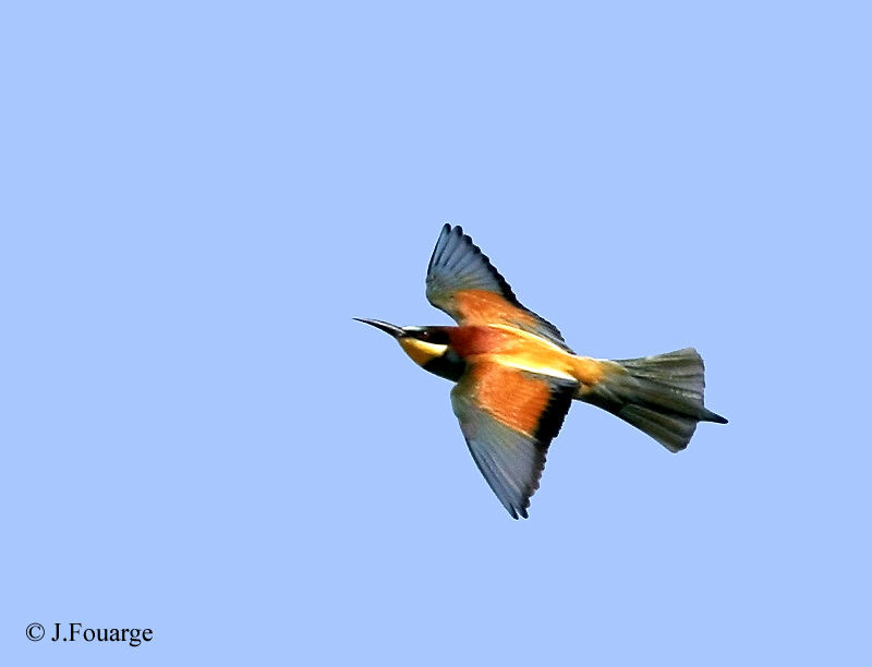 European Bee-eater