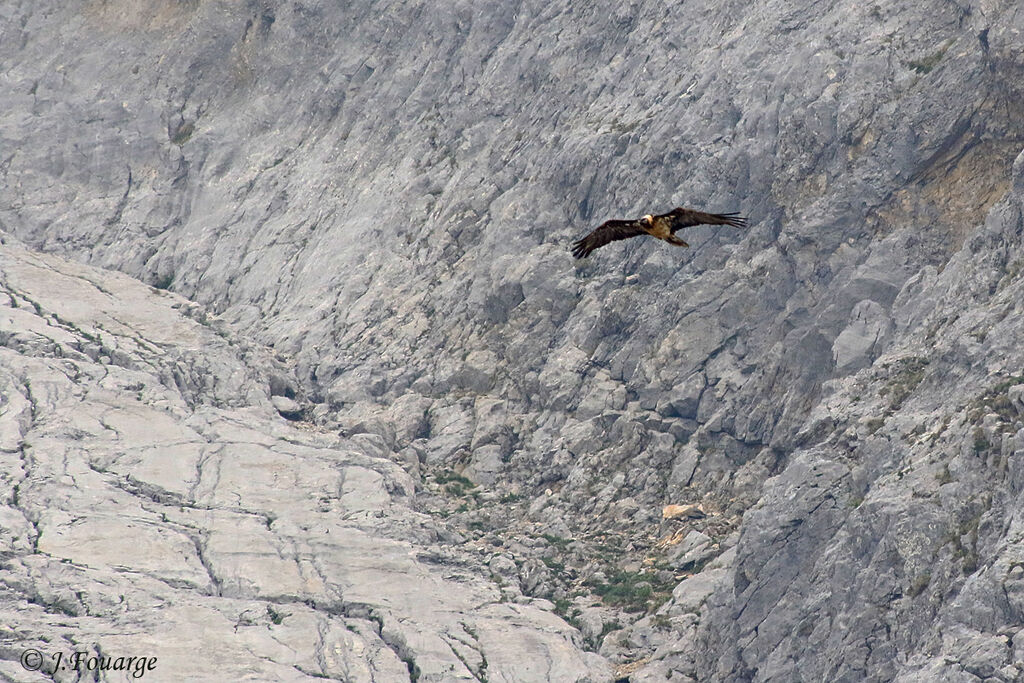 Bearded Vulture, habitat, Flight